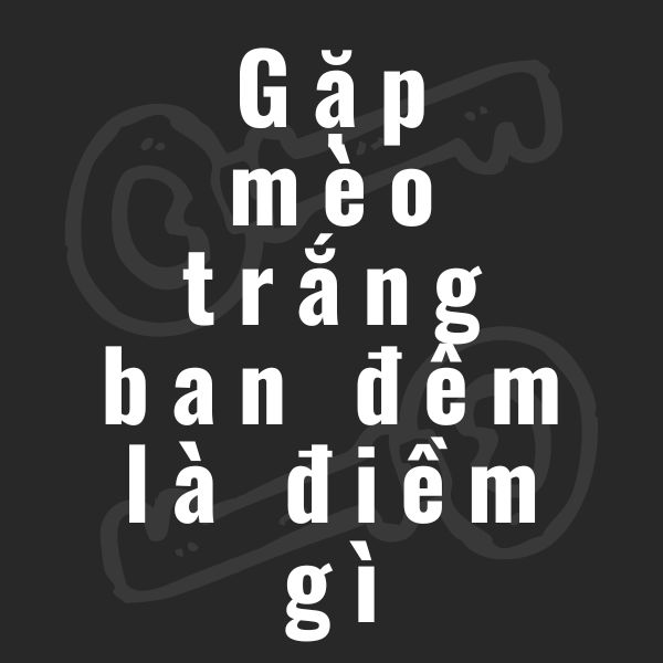 gặp mèo trắng ban đêm la điềm gì